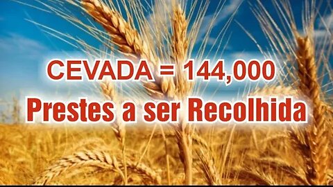 144.000🔺️A CEVADA - EM BREVE SERÁ RECOLHIDA! #compartilhe #revelação #biblia #jesus #profecia