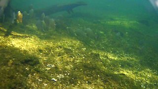 Chasing Fish Underwater