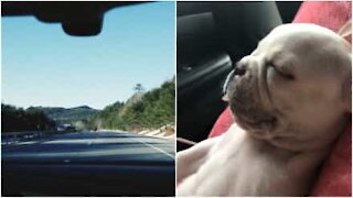 Viaggiare è molto stancante per questa cagnolina