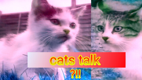 cats talk
