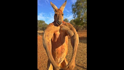 Wallaby Fight on the beach of Cape Hillsborough