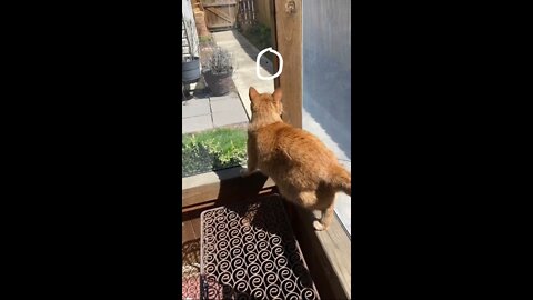 Cute and Funny Cat catching Bluebottles Videos to Keep You Smiling! 🐱