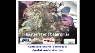 Eastern Tent Caterpillar Falling Waters WV Tree Care