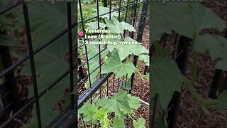 Got squash bugs? #organicpestcontrol #organicgarden