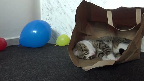 Cat Found a Cool Place to Hide