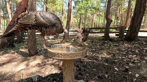 Featuring Wild Turkey On SweetHome Cam Today
