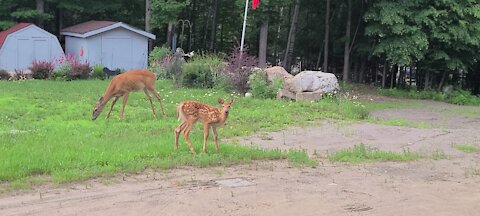 Newborn fawn explores new and exciting area