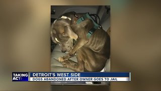 Dogs abandoned after man goes to jail