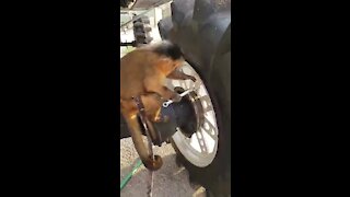 Capuchin monkey works on his new monster truck