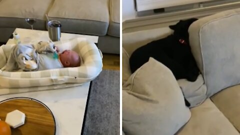 Selfish Puppy Not Ready For New Baby Addition