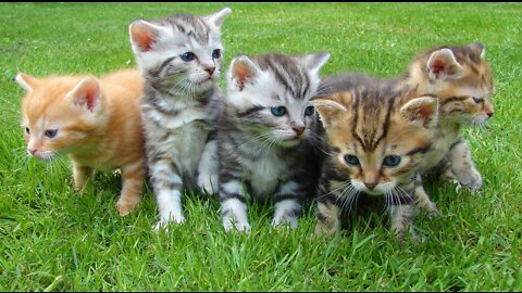 CUTE CATS AND KITTENS.....