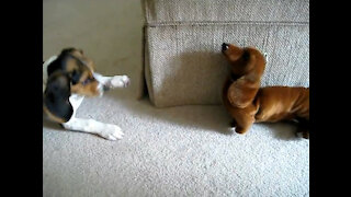 Beagle Puppy vs. Fake Dachshund