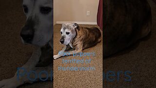 Dog terrified of storms😭😭 #shortsvideo #dog #socialmedia #social #nature @TalkwithSally