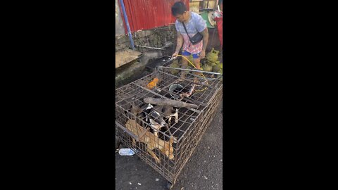 DOG MEAT SURVIVORS INDONESIA EXTREME MARKET