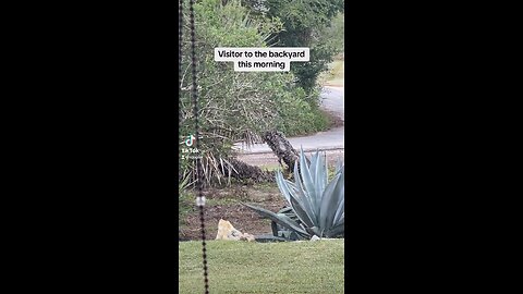 Bobcat in the yard