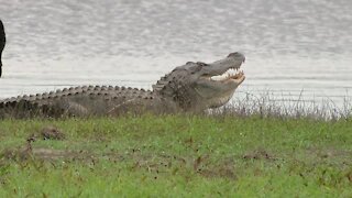 Walking Club 101: Hiking During Alligator Mating Season