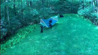Família de ursos invade quintal para brincar na rede