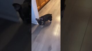 This Frenchie is crazy!