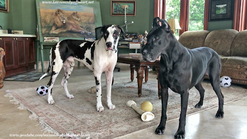 Great Danes Have Fun Playing Catch With Squeaky Howler Ball