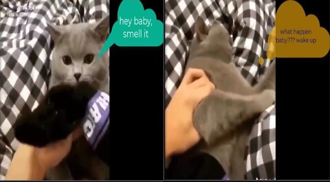 Cat almost dies when smells bad smell of sock