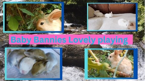 Funny Animals Cute Baby Bunnies - Lovely Playing Rabbits