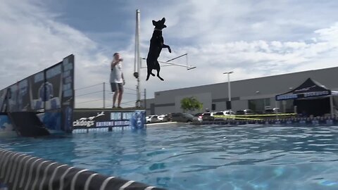 Dock Dogs competition on full display at Treasure Valley Subaru this weekend