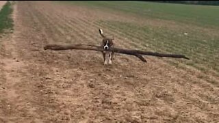 Cão orgulhoso anda com árvore inteira na boca!