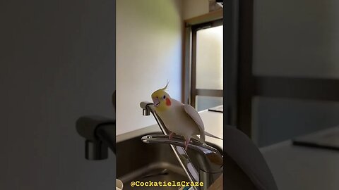 Cute Cockatiel got aggressive