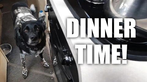 A Typical Dinner for the SPOILT DOG 🐺🍗🍕🍖🙄 #vanlife