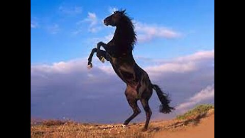 Mustang Horse