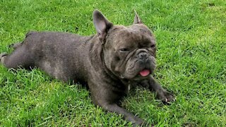 French bulldog washed up and now relaxing