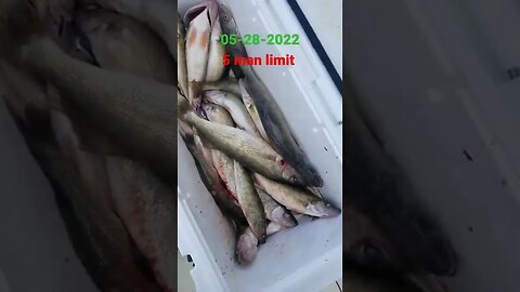 Another awesome day on lake Erie, found our customers 5 man limit in decent time! 30 walleye!