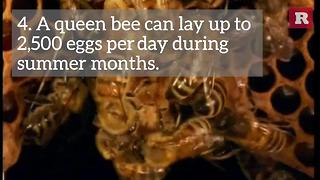 7 facts about bees | Rare News