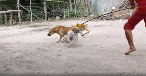 Wowwww! Fake tiger PRANK on dog.