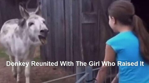 DONKEY REUNITED WITH THE GIRL WHO RAISED IT