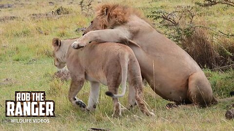 Lions Creating New Cubs | Mara North Safari | Zebra Plains On Tour