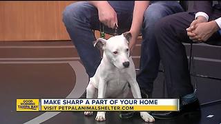 Pet of the week: 11-month-old Sharp is an intelligent dog looking for a loving family
