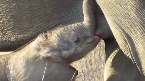 Awesome Small Cute Baby Elephant Nursing