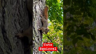 Cute Squirrel 🐿