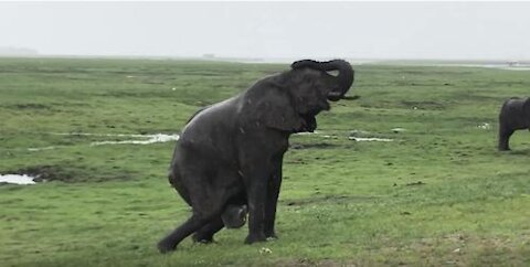 elephant mother giving birth