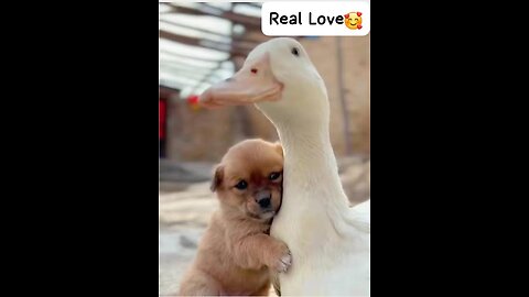 The Real love of duck and cute puppy 🥰