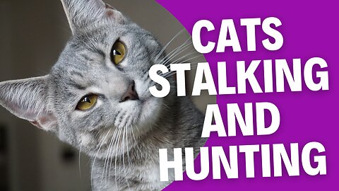 Feline Hunters: Domestic Cats in Action: Volume 2