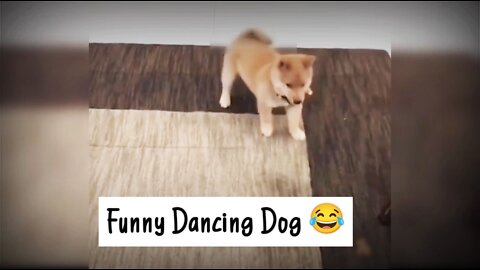 Funny dancing dog on fast music beat. It's really funny and so adorable dog amzing experience.