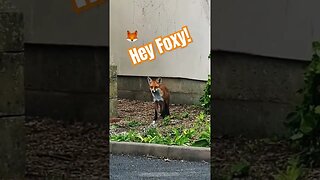 Hey Foxy! 🦊