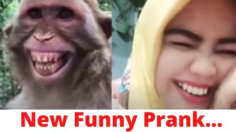 New Funny Prank 2022 | funny dog vs monkey | funny video l comedy videos