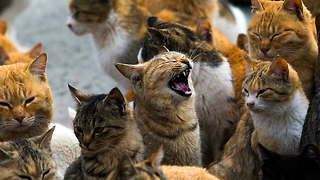 Aoshima: Japanese Cat Island