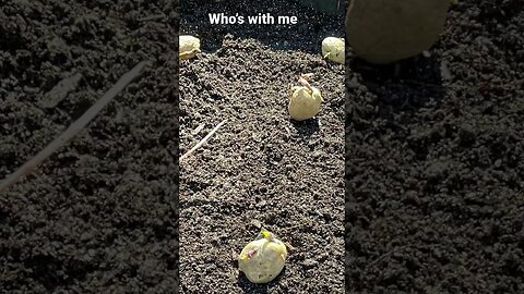 The 2023 potatoes #atnoahshouse #gardening #ytpcpipecommunity #potatoes #garden #ytpc #spring2023