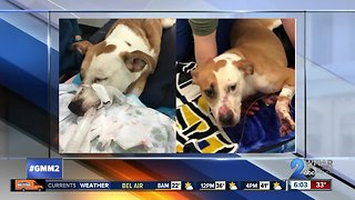 Dog fighting for her life after being shot in the face