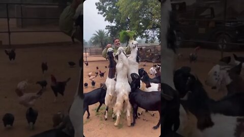 Akshay Kumar feeding a herd of goats