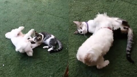 Dog funny really wants to befriend the cat